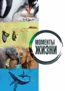 Моменты жизни 2017 постер