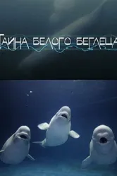 Тайна белого беглеца 2012 постер