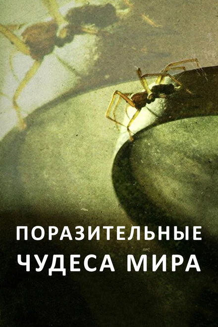 Постер Поразительные чудеса мира 2015