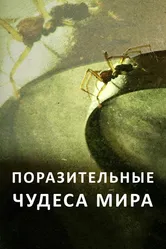 Поразительные чудеса мира 2015 постер