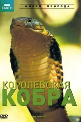 BBC: Королевская кобра 2005 постер