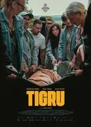 Tigru постер