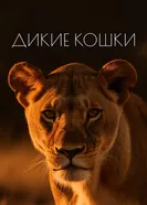 Дикие кошки постер