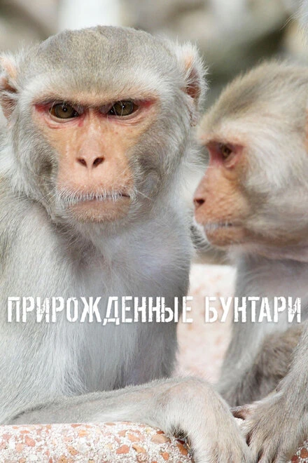Постер Прирожденные бунтари 2018