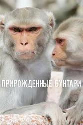 Прирожденные бунтари 2018 постер