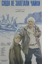 Сюда не залетали чайки 1977 постер
