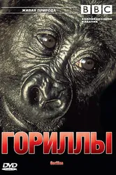 BBC: Гориллы 2002 постер