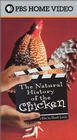 Постер Естественная история курятины 2000