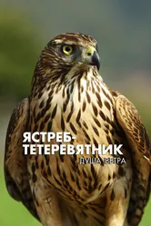 Ястреб-тетеревятник. Душа ветра 2009 постер