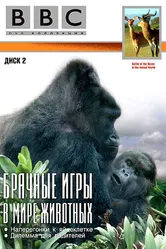 BBC: Брачные игры в мире животных 1999 постер