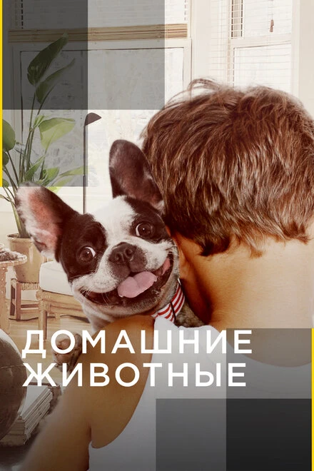 Постер Домашние животные 2012
