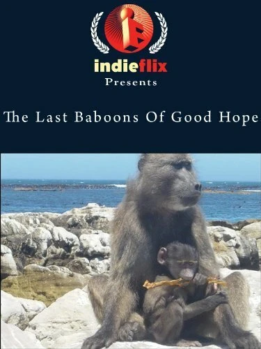 Постер The Last Baboons of Good Hope