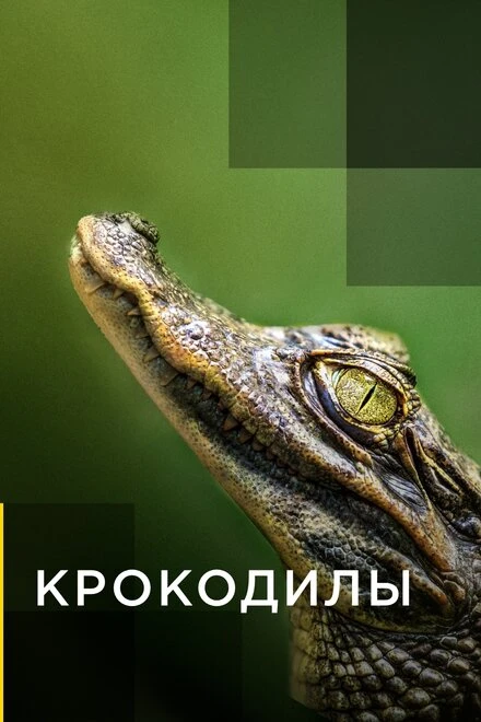 Постер Крокодилы 2019