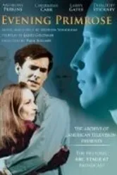 Вечерний первоцвет 1966 постер