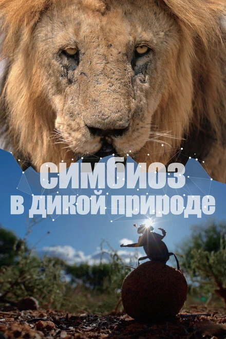 Постер Симбиоз в дикой природе 2023