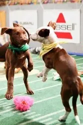 Puppy Bowl XI постер