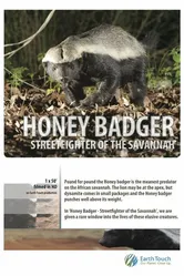 Ultimate Honey Badger постер