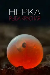 Нерка. Рыба красная 2020 постер