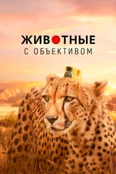 Животные с объективом 2018 постер