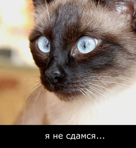 Постер Я не сдамся... 2011