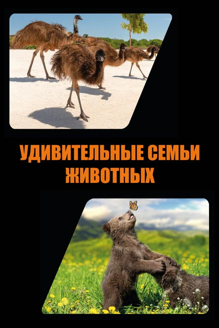 Постер Удивительные семьи животных 2019