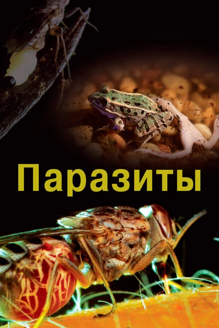 Постер Паразиты 2014