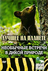 Постер Animal Planet: Необычные встречи в дикой природе 2007