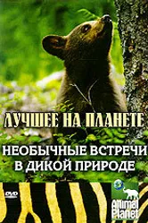 Animal Planet: Необычные встречи в дикой природе 2007 постер