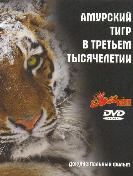 Постер Амурский тигр в третьем тысячелетии 2010