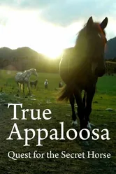 The Secret Horse: Quest for the True Appaloosa постер