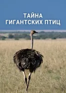 Le mystère des oiseaux géants постер