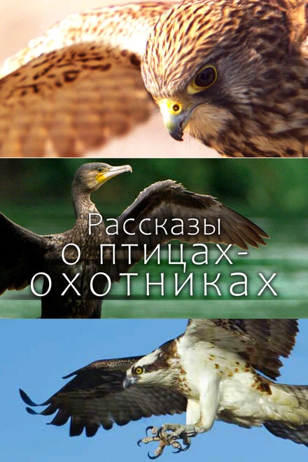 Постер Рассказы о птицах-охотниках 2011