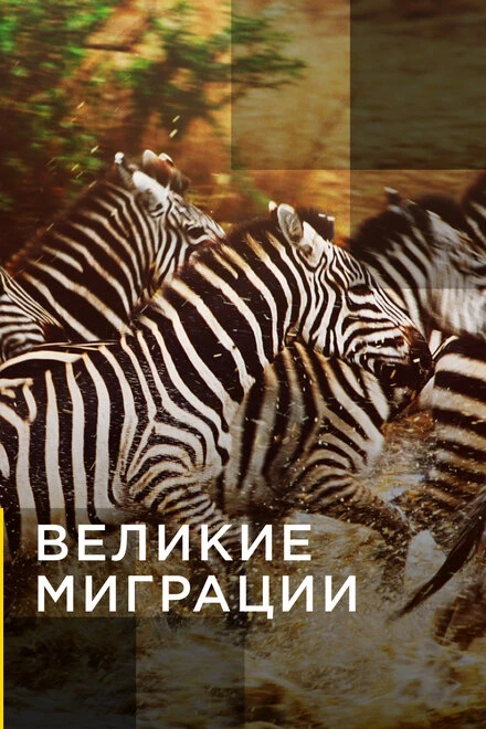 Постер Великие миграции 2010