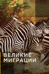 Великие миграции 2010 постер