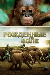 Рожденные на воле 2011 постер