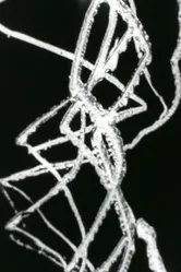 Свободные радикалы 1958 постер