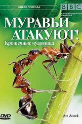 BBC: Муравьи атакуют 2006 постер
