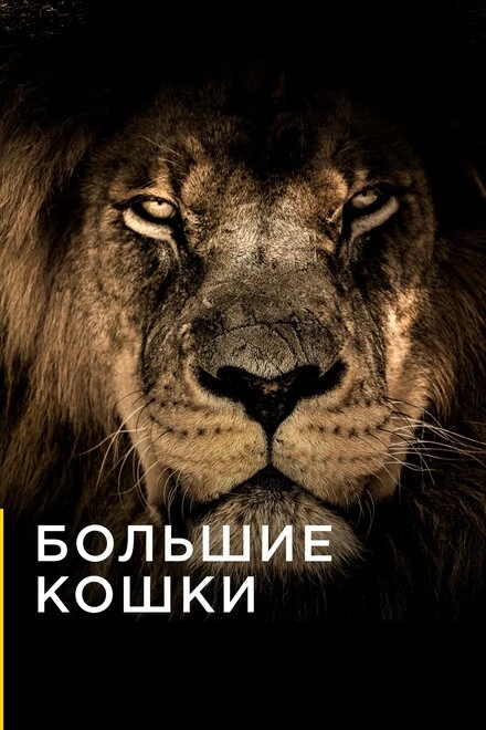 Постер Большие кошки 2016