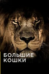 Большие кошки 2016 постер