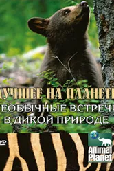 Animal Planet: Лучшее на планете 2003 постер