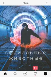Социальные животные 2018 постер