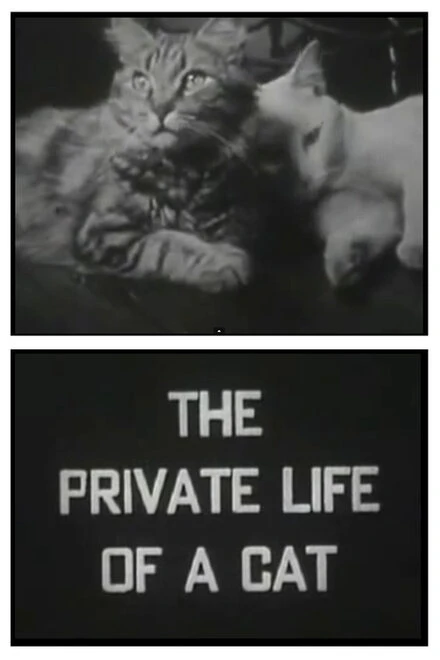 Постер Личная жизнь кота 1946