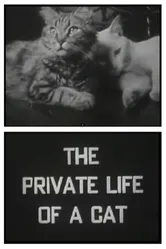 Личная жизнь кота 1946 постер
