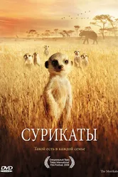 Сурикаты 2007 постер