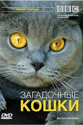 BBC: Загадочные кошки 2002 постер