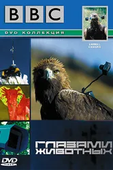 BBC: Глазами животных 2004 постер