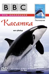 BBC: Касатка 2003 постер