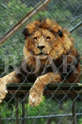 Roar постер