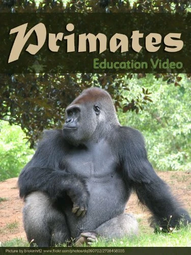 Постер Primats