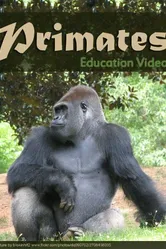 Primats постер